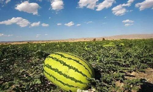 阜宁吃瓜事件最新爆料,最新爆料揭示惊人内幕