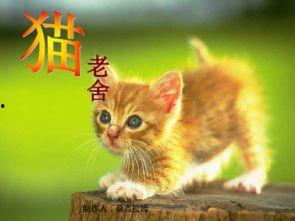 娱乐吃瓜酱小猫,揭秘娱乐圈那些不为人知的幕后故事